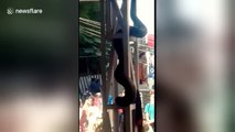 Massive python terrifies passengers in crowded railway station