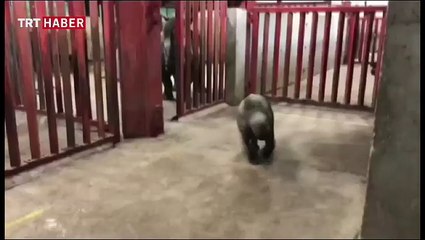 Danimarka'daki hayvanat bahçesinin yeni gözdesi 'bebek gergedan'