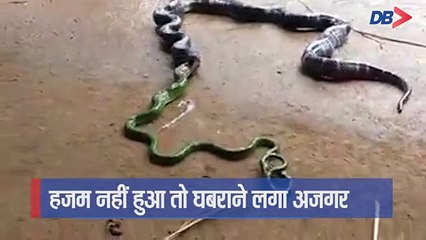 अपने से लंबे सांप को अजगर ने बनाया निवाला, फिर ऐसे किया बाहर