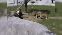 Ce taré se jette dans la fosse aux lions