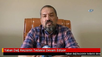 Yaban Dağ Keçisinin Tedavisi Devam Ediyor