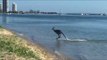 Kangaroo Enjoys a Swim on the Gold Coast