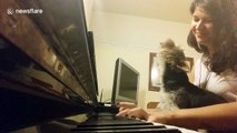 Dog sings along as owner plays his favourite tune on the piano