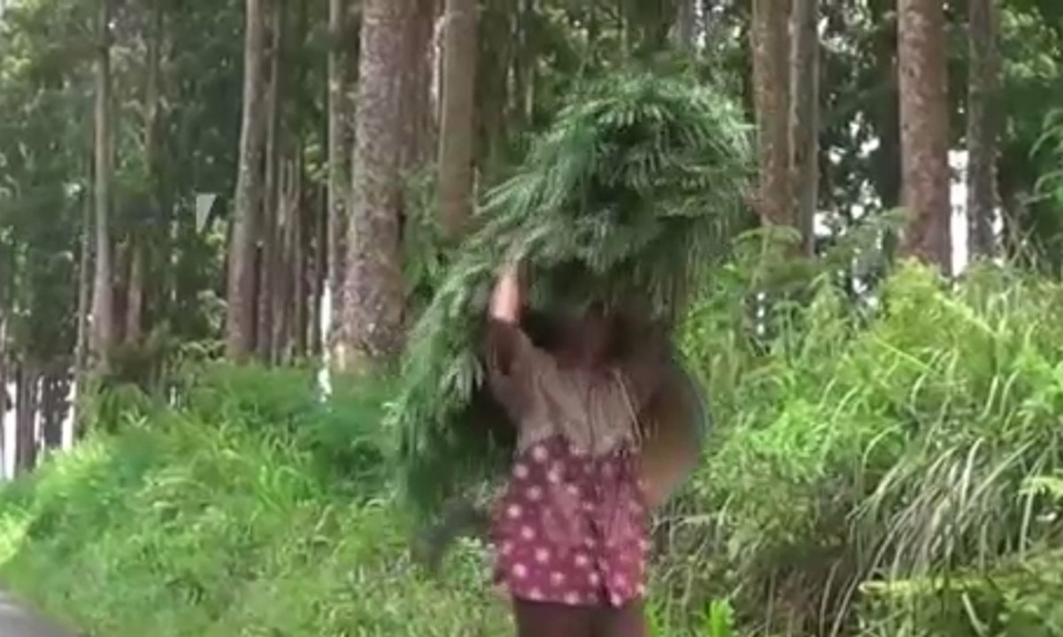 Perhutani Buka Peluang Warga Garap Lahan Secara Legal
