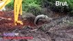 Un éléphant piégé par la boue sauvé par les habitants au Sri Lanka