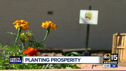 Community garden built in Phoenix vacant lot