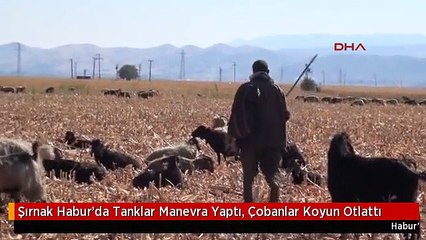 Şırnak Habur'da Tanklar Manevra Yaptı, Çobanlar Koyun Otlattı