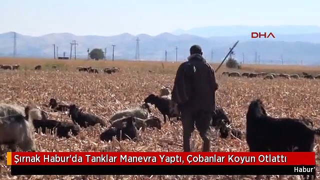 Şırnak Habur'da Tanklar Manevra Yaptı, Çobanlar Koyun Otlattı