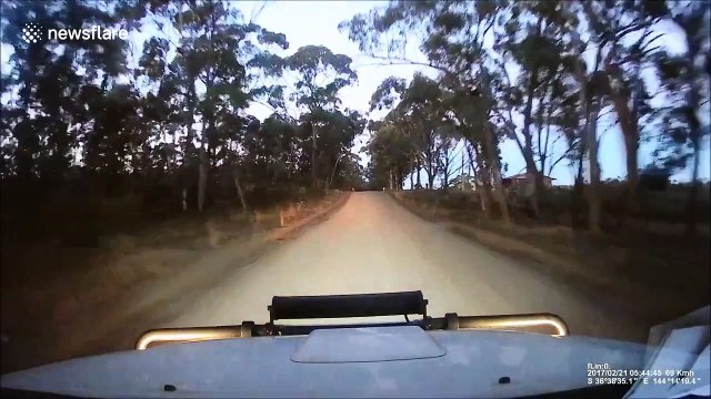 Kangaroo miraculously survives being hit and dragged by car