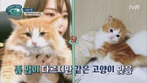 만렙 집사 서유리의 덕후 하우스 공개! (feat.5냥이)