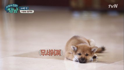 유재환, 천방지축 시바 명수 길들이기 대작전!