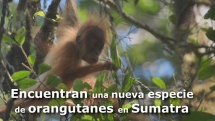 Encuentran una nueva especie de orangutanes en Sumatra