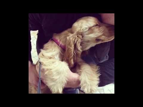 Adorable Cocker Spaniel Just Loves Getting Belly Rubs