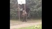 Ce ours se frotte le dos sur un poteau de Panier de Basket dans le jardin !