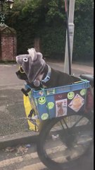 Stylé ce chien porte des lunettes de soleil à l'arrière de la moto !