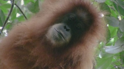 Descubren una nueva especie de orangután, formada solo por 800 ejemplares