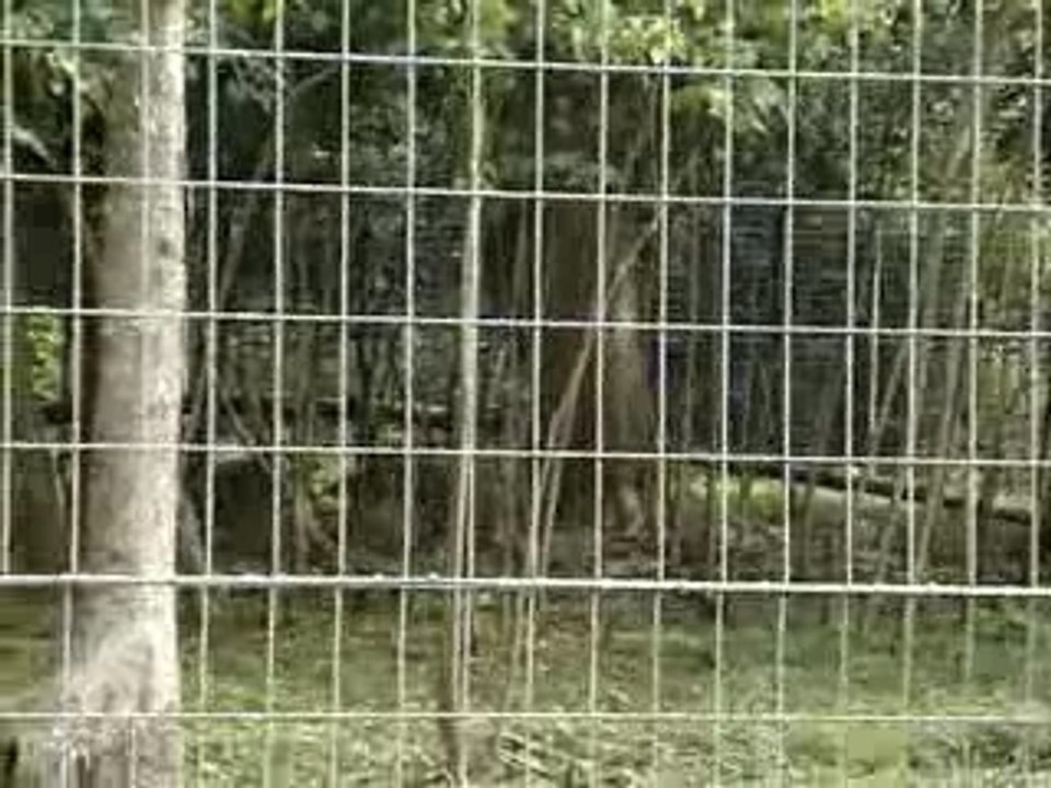 Le parc des félins