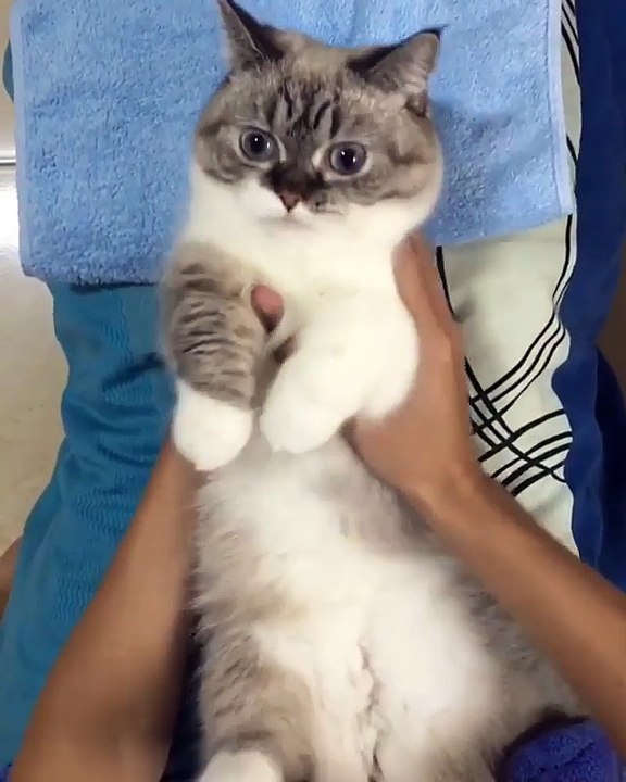 Video Kucing Lucu #051 | Vera Kitty 2017
