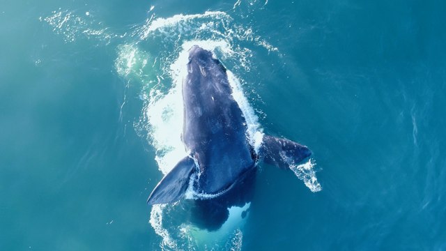 Whales Spotted By Drone Off Coast of South Africa