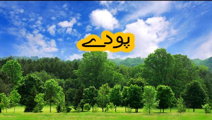 General knowledge in Urdu For kids grade 1, L 18, Plants