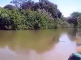 Quand des piranhas affamés sautent sur un poisson... impressionnant !