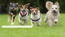 3 Top Companies That Are Going to the Dogs