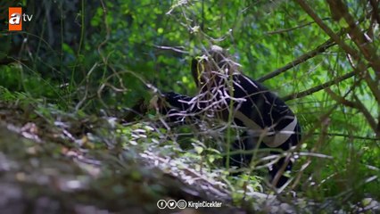 Ormanda kaybolan Kader! - Kırgın Çiçekler 94.Bölüm