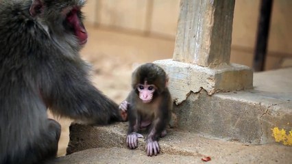 Baby Snow Monkey -- Cute Animal
