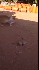 Cat attack the most dangerous snake at desert  ( Cat's claws )