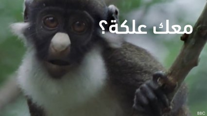 حالة الصف لمّا تسأل حد من أصدقاء المدرسة عن علكة | كلّه بيتخاوت