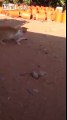 Cat attack the most dangerous snake at desert  ( Cat's claws )