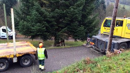 Le sapin de Noël de Remiremont a été coupé