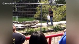Sneaky alligator tries to bite zoo keeper during feeding time
