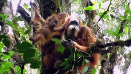 New species of orangutan discovered in Sumatra