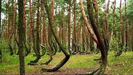 Top 10 Strange Trees of the World IN HINDI