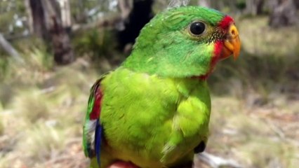 Colourful parrots saved by nest-boxes in Tasmania