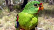 Colourful parrots saved by nest-boxes in Tasmania