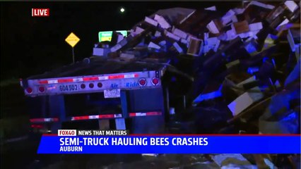 Download Video: Semi-Truck Carrying Millions of Bees Crashes in Northern California