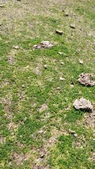 Grasshopper Invasion