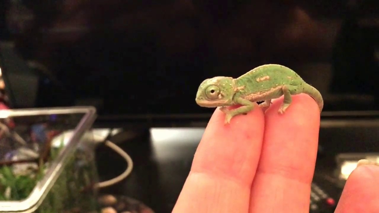 Ce bébé caméléon change de couleur pour la première fois... Animal adorable