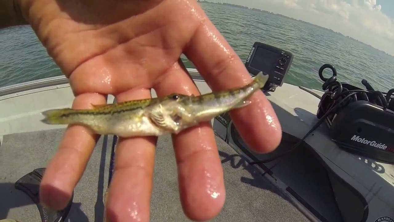 Ce petit poisson a eu les yeux plus gros que le ventre et va le regretter