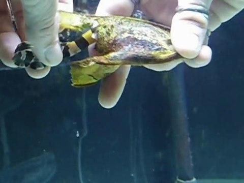 Il ouvre un oeuf de requin corail et en sort un bébé requin adorable