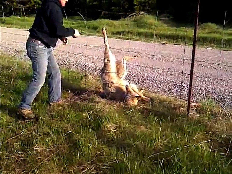 Il vient en aide à un loup coincé dans des barbelés...