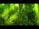 Take 5 The Forest Awakens - Nature Sounds for Stress Relief