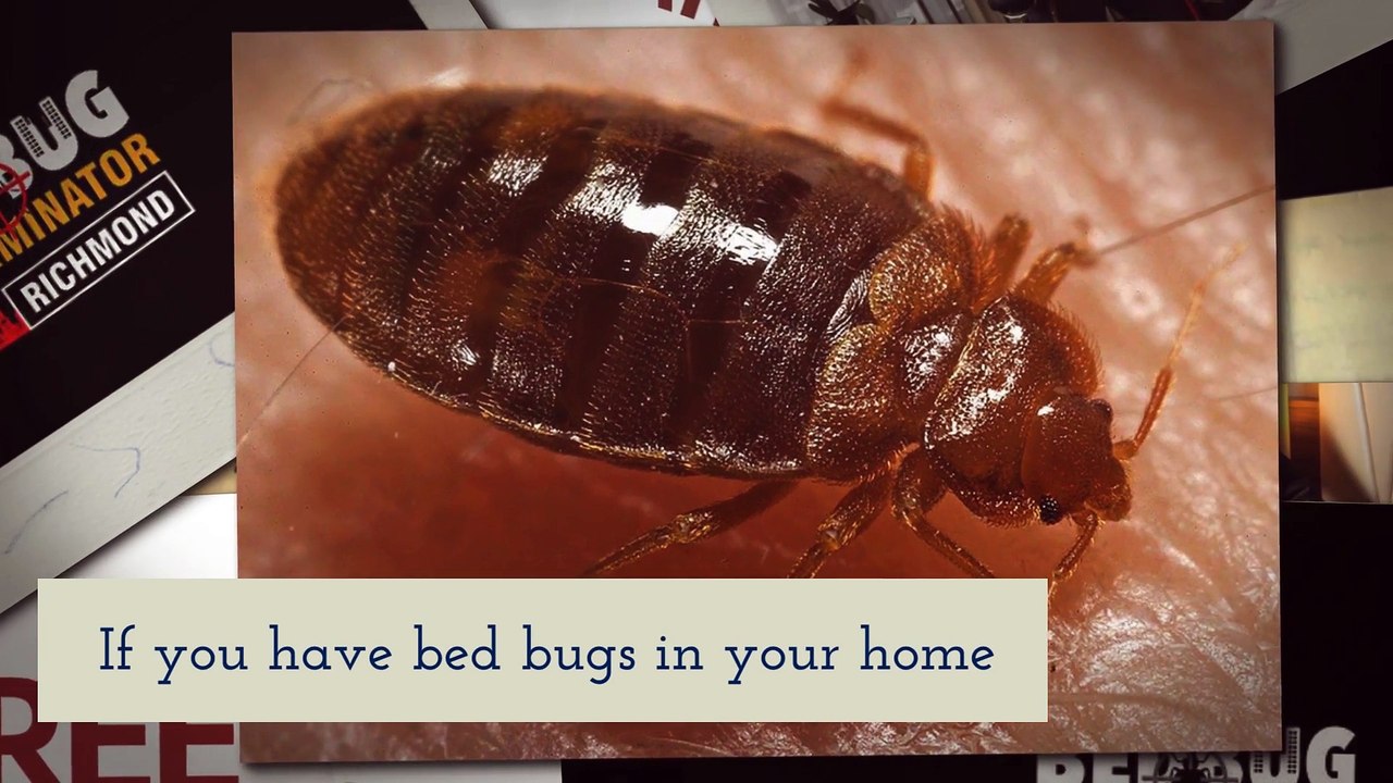 Bed Bug Exterminator Richmond