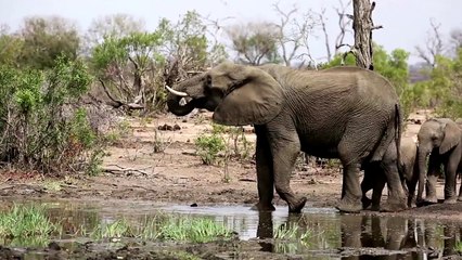 10 Facts About Poaching