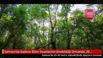 Samsun'da Sadece Bilim İnsanlarının Girebildiği Ormanda, 20 Özel Mantar Türü Yetişiyor