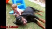 Rottweiler Dogs And Babies Kissing And Playing Happy Together Compilation - Dog Loves Baby videos