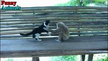 Laughing with Monkeys - Funny Monkey Videos Compilation 2017