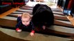 Newfoundland Dogs And Babies Kissing And Playing Together - Baby loves Newfoundland Dog Compilation